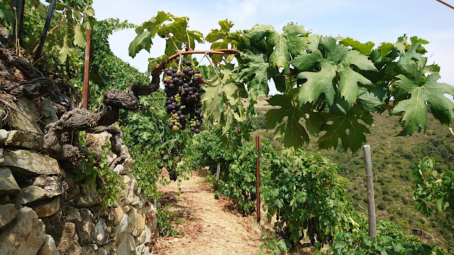 Rossese di Dolceacqua Tenuta Anfosso