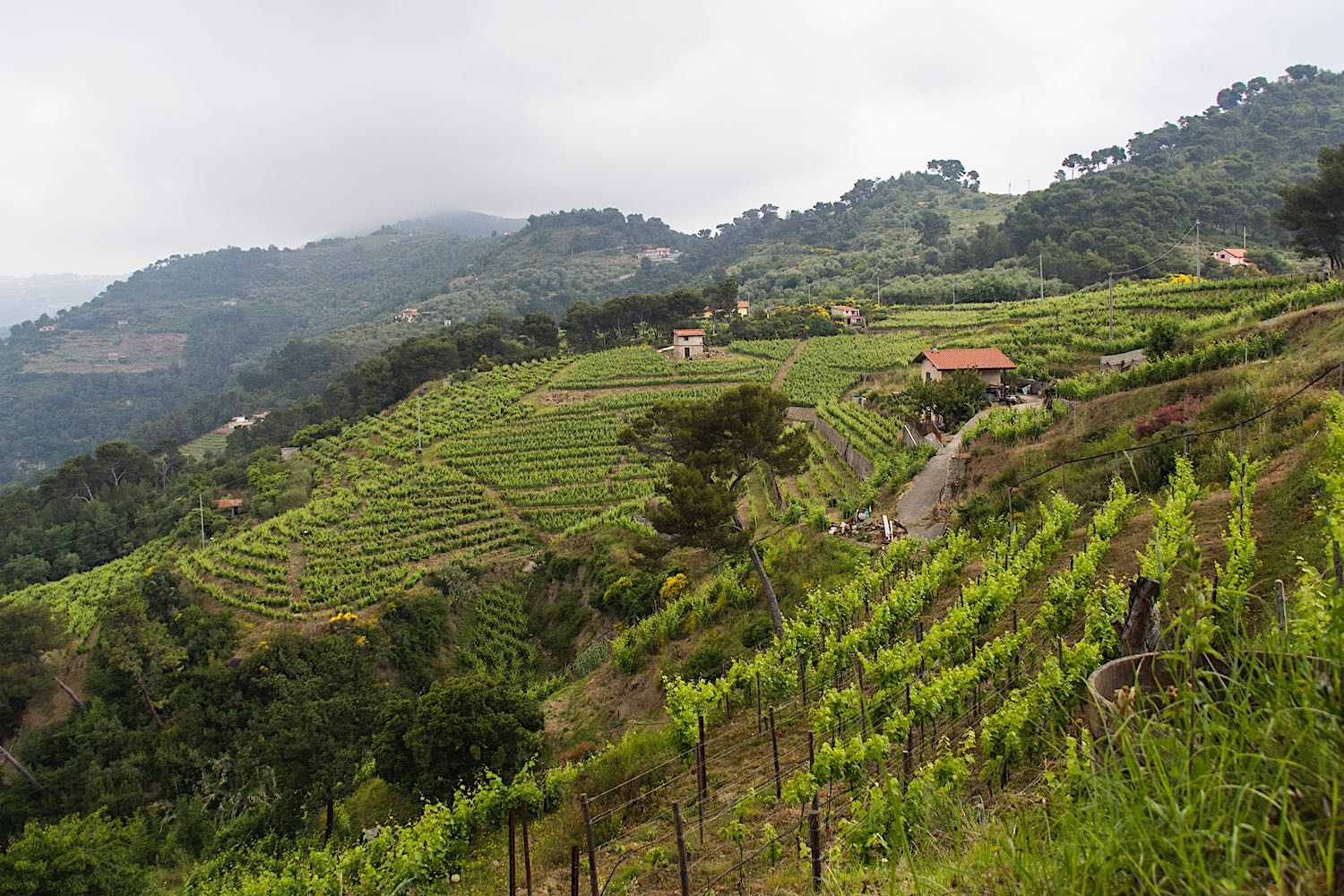 Località Luvaira Tenuta Anfosso