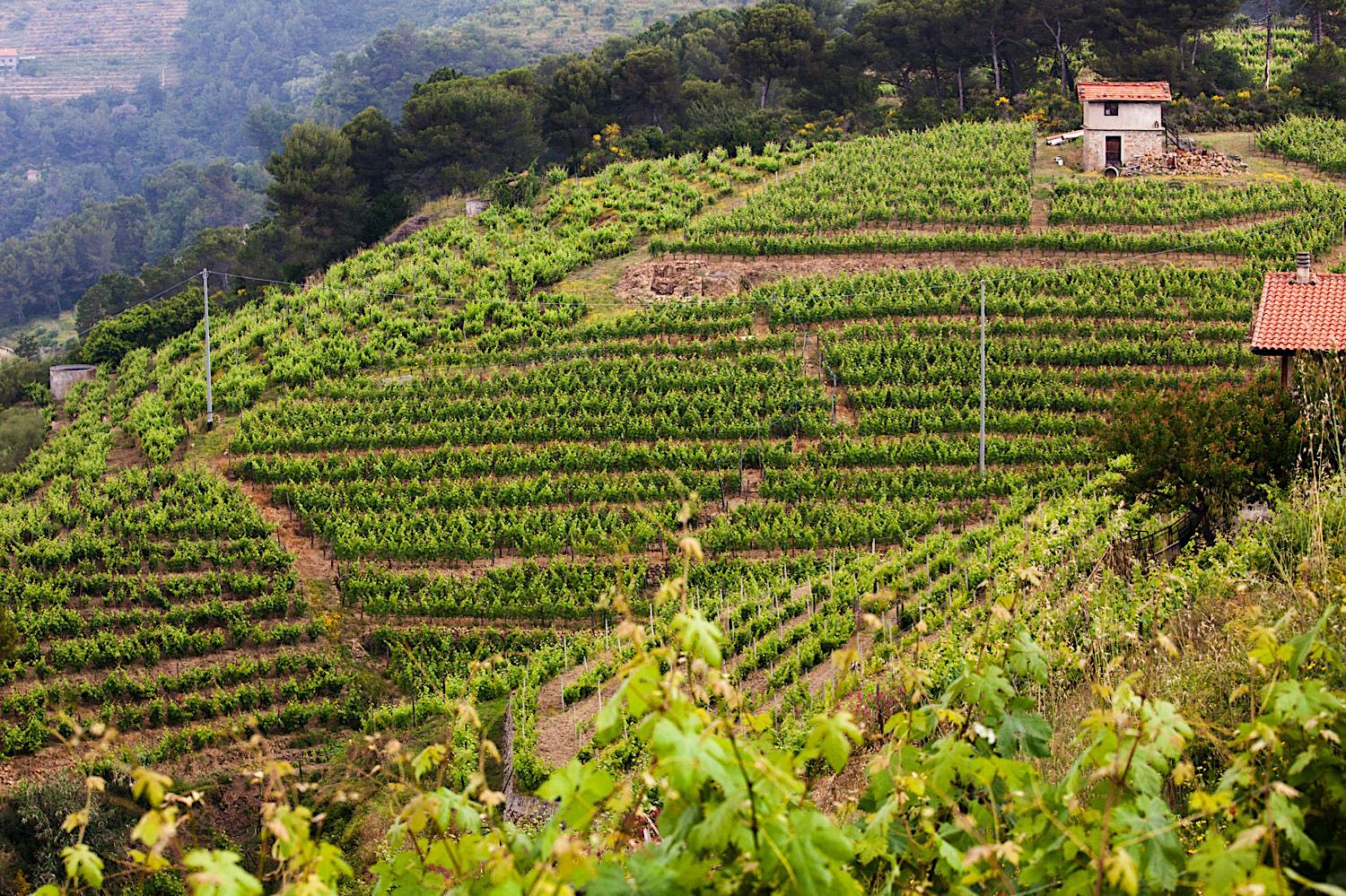 Rossese di Dolceacqua Anfosso Luvaira